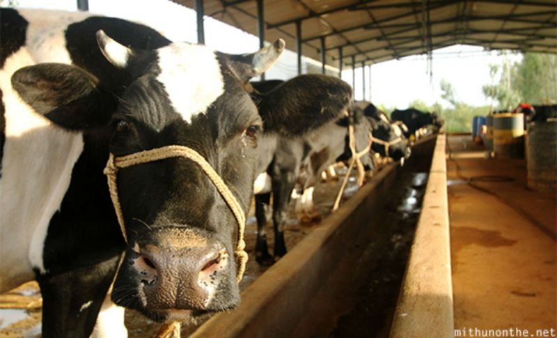 Goa Targets Milk Self-Sufficiency Through Fodder Cultivation